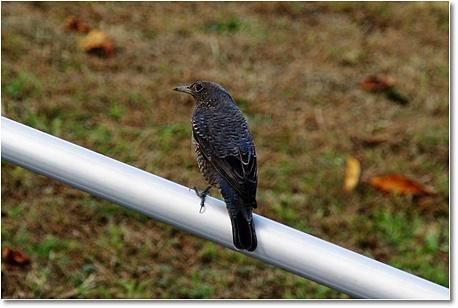 brown-eared bulbul iso jpg