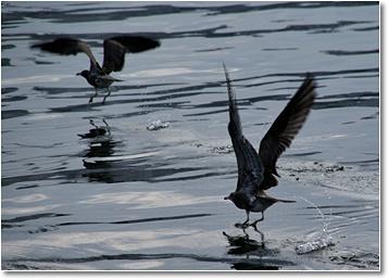 black-tailed gull young bird flies.jpg