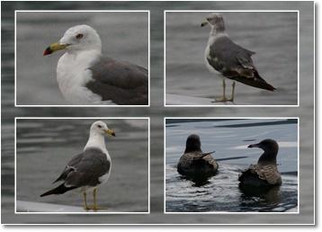 4 black-tailed gull. jpg