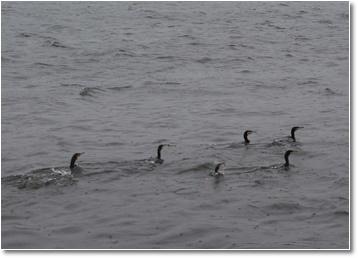 Cormorant Corps Feedget Correspondent Blog. jpg