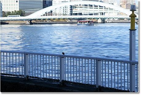 common kingfisher and Eitai Bridge. jpg