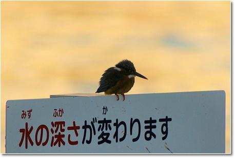 common kingfisher and Sign. jpg