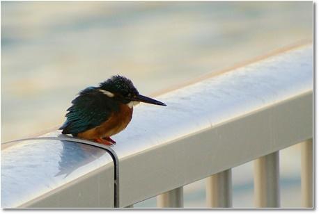 common kingfisher UP.jpg