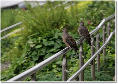 Pheasant pigeon pair. jpg