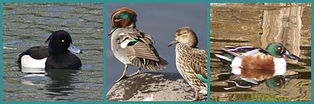 green-winged teal wasabiro. jpg