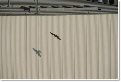 Dance the wall of a white building in Eastern buzzard. jpg