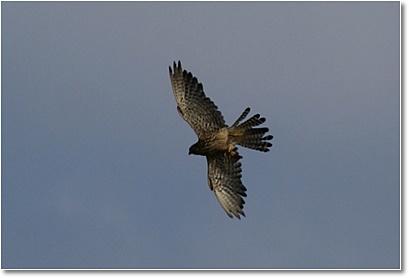 Eastern buzzard Aozora Flying Sharp. jpg