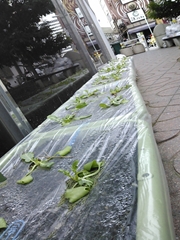 Kyobashi Daikon Riverbank 2_R.JPG