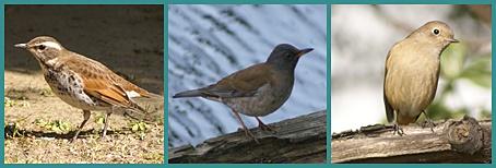 Small bird flower garden of winter birds. jpg