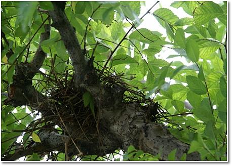 Nest nesting 19th 8.jpg