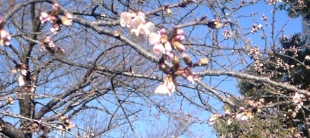 Cherry Blossom_160217_3.JPG