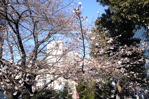 Cherry Blossom_160219_5.JPG