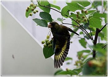 Correspondent blog oriental greenfinch 1.jpg