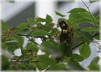 Correspondent blog oriental greenfinch. jpg