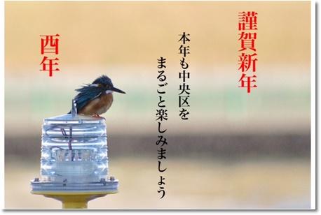 New Year's common kingfisher. jpg