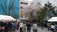 Echizenbori Park Hanami 2.jpg