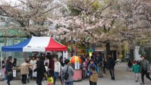 Echizenbori Park Hanami 3.jpg