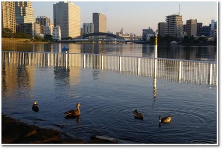 October 20 Eitai Bridge, too. jpg