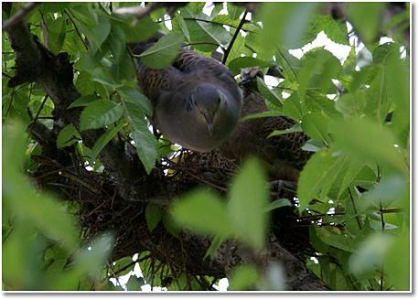 The 18th parent bird is also 7.jpg