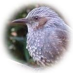 brown-eared bulbul 1RSG.jpg