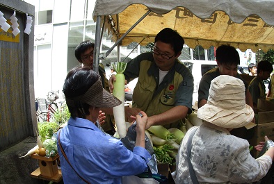 Radish distribution. jpg