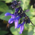 Salvia Guaranachika (Meadowage, Perilla) (2) RRS.jpg