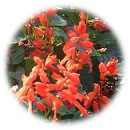 Salvia Splendence (RRSG.jpg)