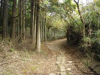 Hakone Old Highway _2.JPG