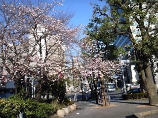 TP170312_ Eitai Bridge Cherry Blossom_03.JPG