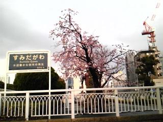 TP170312_ Eitai Bridge Cherry Blossom_10.JPG