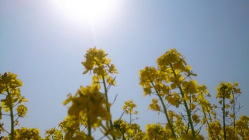 The Sun and canola flower. jpg