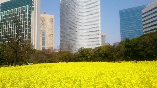 canola flower Field jpg