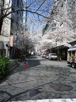 TP170404_ Cherry Blossom 005.JPG