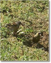 oriental greenfinch. jpg