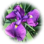 Japanese iris RSG.jpg