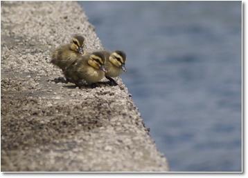 Three more birds. jpg