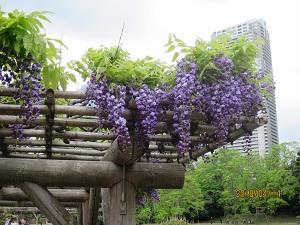 Yae Black Dragon Wisteria (1.) JPG