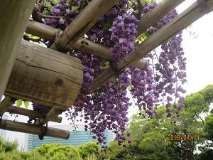 Wisteria of Yae Black Dragon (2.) JPG