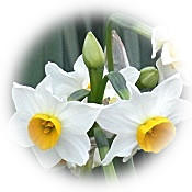 Japanese narcissus (Aidaceae) RS'G.jpg