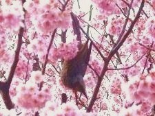 brown-eared bulbul (2) CLLS.jpg