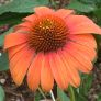 Echinacea (Cheyenne Spirit) RRS.JPG