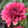 dahlia (black butterfly) RRS.JPG