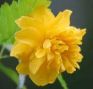 Yae Japan globeflower 1ERS.jpg