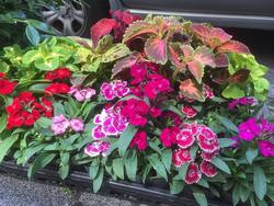 201705_ Care for Flowers (2)_R.jpg