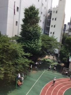 View from the 3rd floor (Ginkgo tree) .JPG