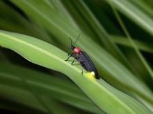 Firefly (image size) a.jpg