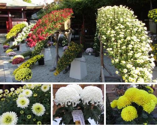 Kasama Inari Shrine _Chrysanthemum. jpg