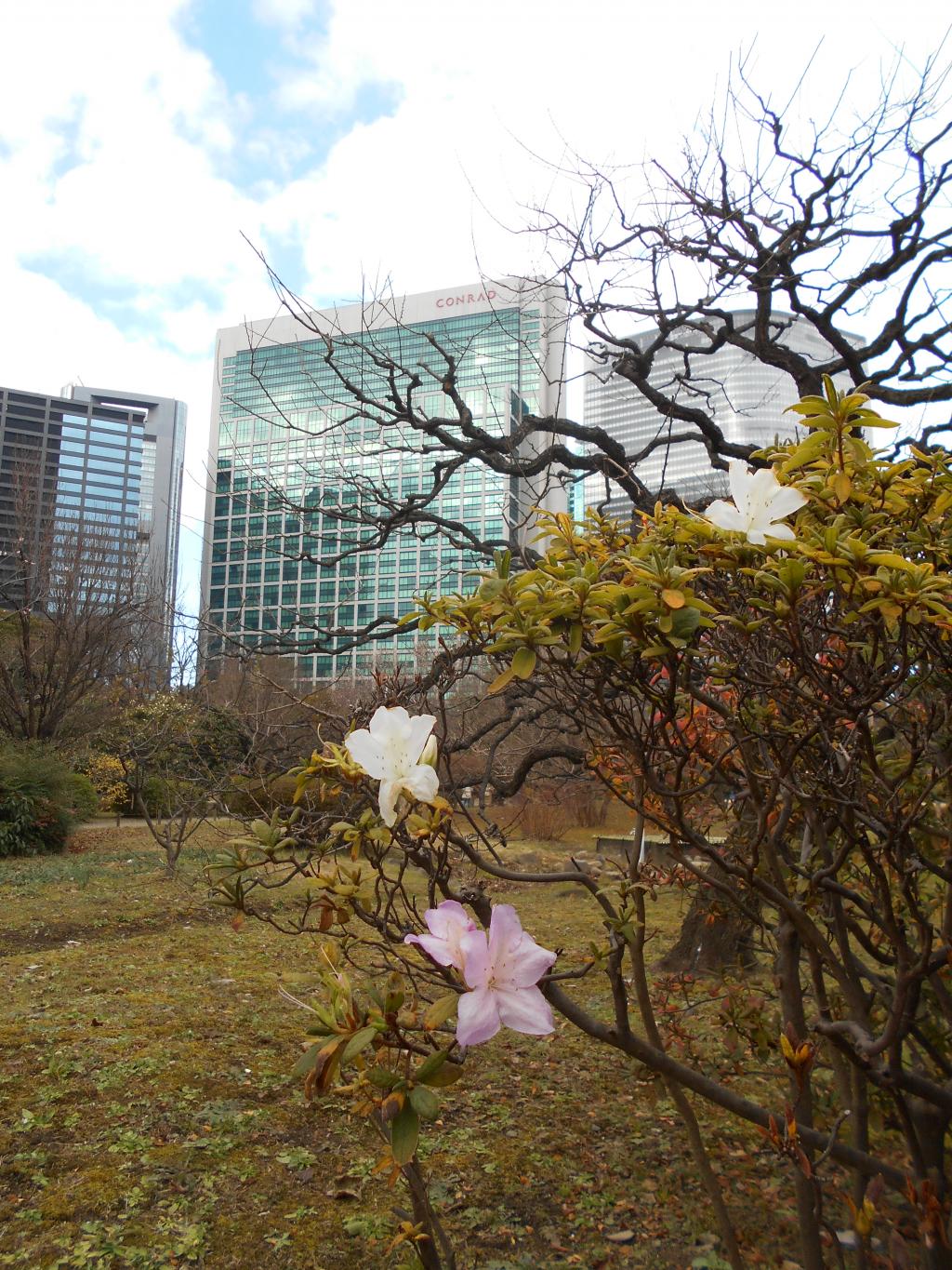 Hamarikyu Onshi Garden, which blooms in early spring, New Year's Kotobuki Suwa-ryu Hotaka