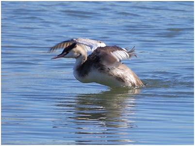  Meet rare wild birds at the mouth of the Sumida River ・ Announcement of observation on February 8