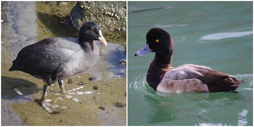 News of bird watching party Saturday, February 8 Meet rare wild birds at the mouth of the Sumida River ・ February 8 Notice of observation party